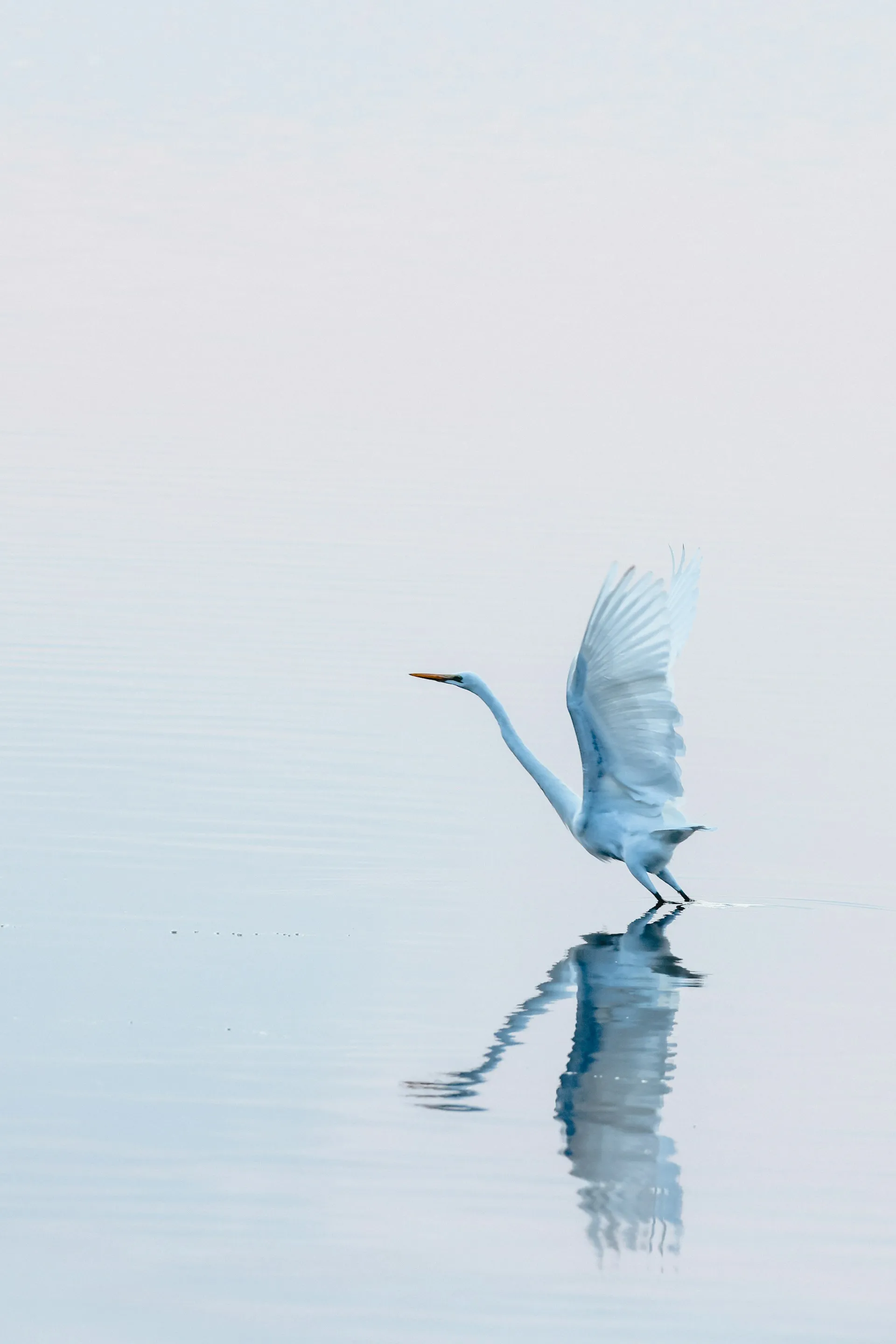 A white egret stepping across pale water with its reflection beneath it